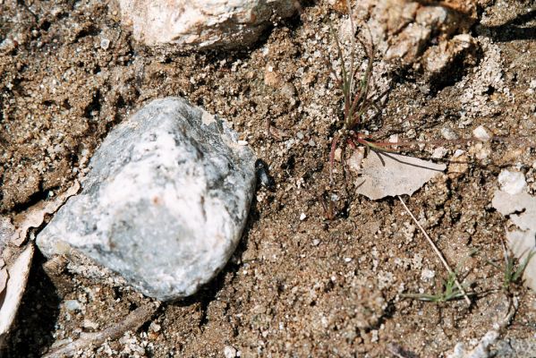 Lebnica, 5.6.2006
Štěrkové náplavy říčky Lebnice. Kovařík Paracardiophorus musculus.

Schlüsselwörter: Lebnica Lebnica river Paracardiophorus musculus