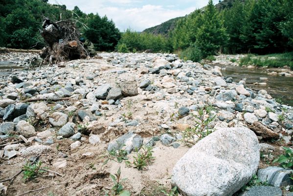 Lebnica, 5.6.2006
Štěrkové náplavy říčky Lebnice. Biotop kovaříků Zorochros alysidotus, Z. kourili, Z. meridionalis, Z. quadriguttatus a Paracardiophorus musculus.



Schlüsselwörter: Lebnica Lebnica river Zorochros alysidotus kourili meridionalis quadriguttatus Paracardiophorus musculus