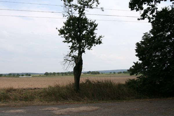 Ledce, 15.8.2009
Třešeň na okraji lesa u silnice na Třebechovice pod Orebem.
Schlüsselwörter: Ledce Anthaxia candens