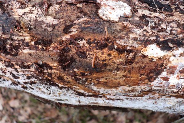 Ledce, 29.12.2020
Les u Mitrova. Larvy Cucujus cinnaberinus pod kůrou borovice.
Klíčová slova: Ledce Mitrov Cucujus cinnaberinus