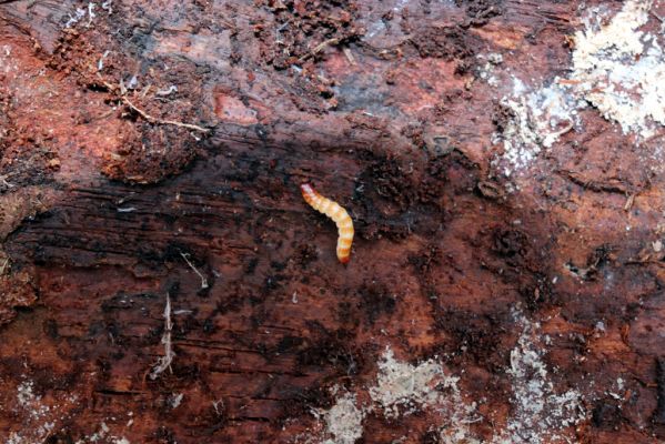 Ledce, 29.12.2020
Les u Mitrova. Larva Stenagostus rufus pod kůrou borovice.
Klíčová slova: Ledce Mitrov Stenagostus rufus