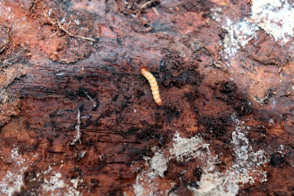 Ledce, 29.12.2020
Les u Mitrova. Larva Stenagostus rufus pod kůrou borovice.
Klíčová slova: Ledce Mitrov Stenagostus rufus