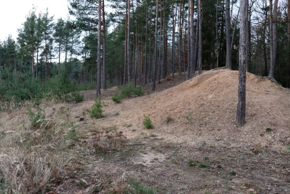 Ledce, 29.12.2020
Zalesněná pískovna u Bědovic.
Klíčová slova: Ledce pískovna u Bědovic Cucujus cinnaberinus Cardiophorus asellus