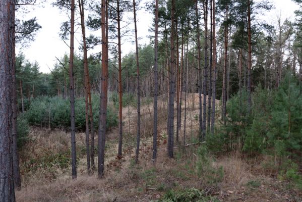 Ledce, 29.12.2020
Zalesněná pískovna u Bědovic.
Klíčová slova: Ledce pískovna u Bědovic Cucujus cinnaberinus Cardiophorus asellus