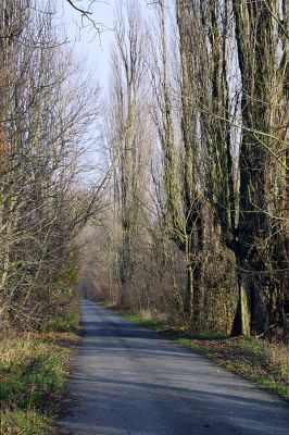 Lednice, 13.11.2002
Topolová alej u asfaltky k Janovu hradu.



Klíčová slova: Lednice Podivínský most topolová alej Podeonius acuticornis