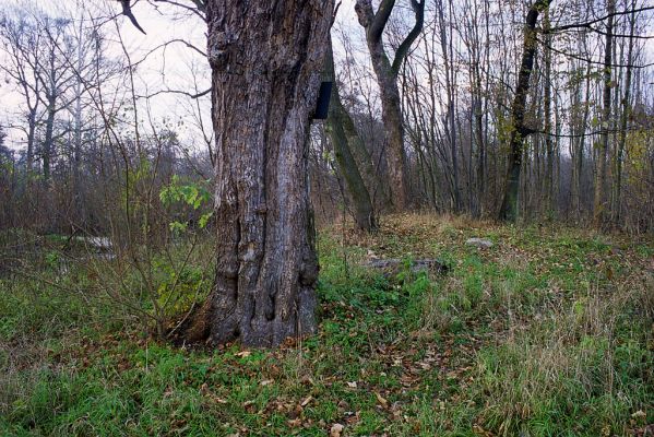 Lednice, 13.11.2002
Javor na břehu Staré Dyje u Pavelkovy louky. Zimoviště kovaříka Brachygonus ruficeps.



Klíčová slova: Lednice Pavelkova louka Brachygonus ruficeps