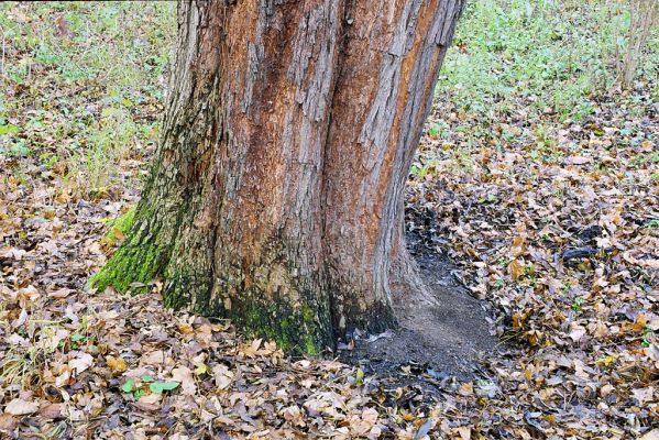 Lednice, 13.11.2002
Javor na břehu Staré Dyje u Pavelkovy louky. Zimoviště kovaříka Brachygonus ruficeps.
Mots-clés: Lednice Pavelkova louka Brachygonus ruficeps