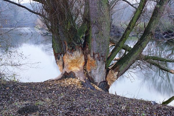 Lednice, 13.11.2002
Bobří aktivity na vrbách u Staré Dyje u Janova hradu.


Klíčová slova: Lednice Janův hrad