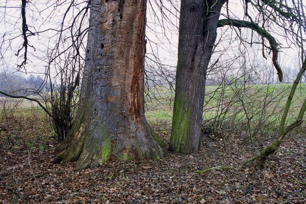 Lednice, 13.11.2002
Hrušeň u mrtvého dubu na okraji Vlčí louky u soutoku Staré Dyje a Dyje. Zimoviště kovaříka Brachygonus ruficeps.



Keywords: Lednice Janův hrad Vlčí louka Brachygonus ruficeps