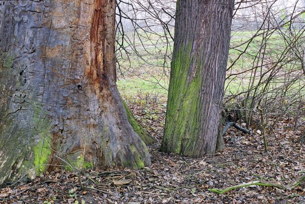 Lednice, 13.11.2002
Hrušeň u mrtvého dubu na okraji Vlčí louky u soutoku Staré Dyje a Dyje. Zimoviště kovaříka Brachygonus ruficeps.



Schlüsselwörter: Lednice Janův hrad Vlčí louka Brachygonus ruficeps