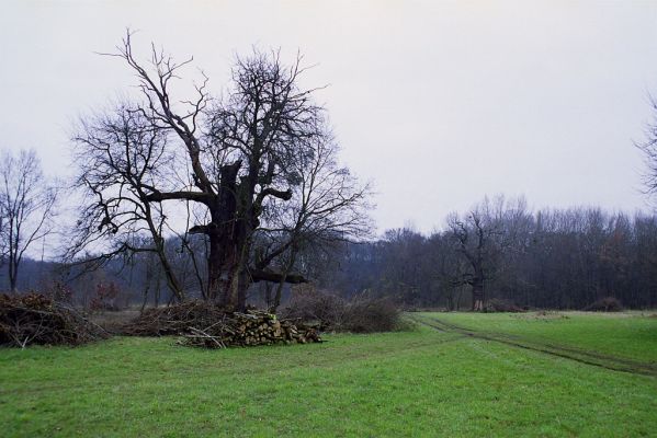 Lednice, 13.11.2002
Mrtvý dub u Staré Dyje u Janova hradu.



Klíčová slova: Lednice Janův hrad Brachygonus ruficeps