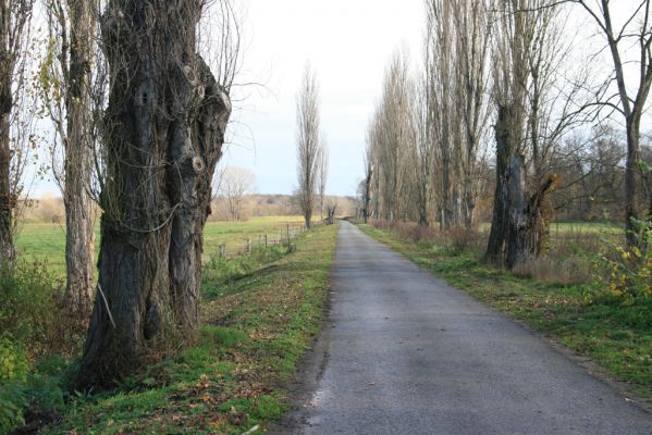 Lednice, 16.11.2015
Topolová alej na začátku asfaltky k Janohradu.



Klíčová slova: Lednice topolová alej Podeonius acuticornis Megapenthes lugens Procraerus tibialis Ischnodes sanguinicollis Ampedus elegantulus