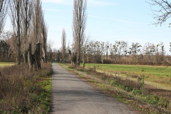 Lednice, 16.11.2015
Topolová alej na začátku asfaltky k Janohradu.



Klíčová slova: Lednice topolová alej Podeonius acuticornis Megapenthes lugens Procraerus tibialis Ischnodes sanguinicollis Ampedus elegantulus