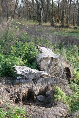 Lednice, 16.11.2015
Topolová alej na začátku asfaltky k Janohradu.


Keywords: Lednice topolová alej Podeonius acuticornis Megapenthes lugens Procraerus tibialis Ischnodes sanguinicollis Ampedus elegantulus