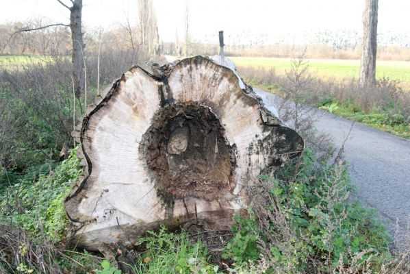 Lednice, 16.11.2015
Topolová alej na začátku asfaltky k Janohradu.



Mots-clés: Lednice topolová alej Podeonius acuticornis Megapenthes lugens Procraerus tibialis Ischnodes sanguinicollis Ampedus elegantulus