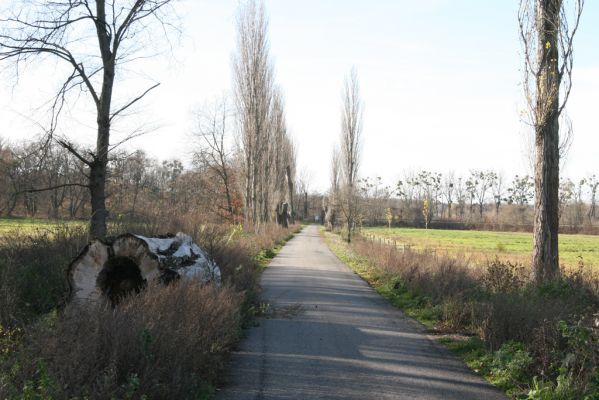 Lednice, 16.11.2015
Topolová alej na začátku asfaltky k Janohradu.



Keywords: Lednice topolová alej Podeonius acuticornis Megapenthes lugens Procraerus tibialis Ischnodes sanguinicollis Ampedus elegantulus