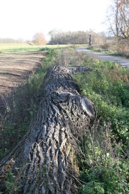 Lednice, 16.11.2015
Topolová alej na začátku asfaltky k Janohradu.


Mots-clés: Lednice topolová alej Podeonius acuticornis Megapenthes lugens Procraerus tibialis Ischnodes sanguinicollis Ampedus elegantulus