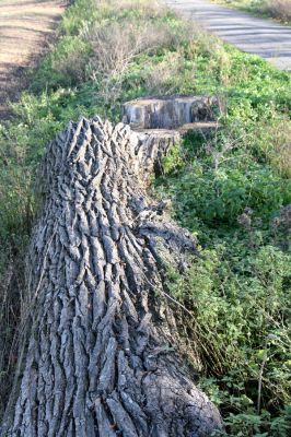 Lednice, 16.11.2015
Topolová alej na začátku asfaltky k Janohradu.



Keywords: Lednice topolová alej Podeonius acuticornis Megapenthes lugens Procraerus tibialis Ischnodes sanguinicollis Ampedus elegantulus