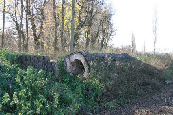 Lednice, 16.11.2015
Topolová alej na začátku asfaltky k Janohradu.


Keywords: Lednice topolová alej Podeonius acuticornis Megapenthes lugens Procraerus tibialis Ischnodes sanguinicollis Ampedus elegantulus