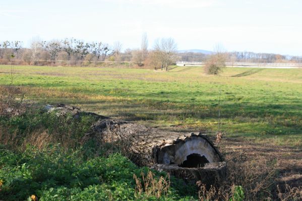 Lednice, 16.11.2015
Topolová alej na začátku asfaltky k Janohradu.



Klíčová slova: Lednice topolová alej Podeonius acuticornis Megapenthes lugens Procraerus tibialis Ischnodes sanguinicollis Ampedus elegantulus