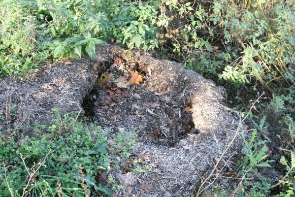 Lednice, 16.11.2015
Topolová alej na začátku asfaltky k Janohradu.



Klíčová slova: Lednice topolová alej Podeonius acuticornis Megapenthes lugens Procraerus tibialis Ischnodes sanguinicollis Ampedus elegantulus