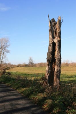 Lednice, 16.11.2015
Topolová alej na začátku asfaltky k Janohradu.



Mots-clés: Lednice topolová alej Podeonius acuticornis Megapenthes lugens Procraerus tibialis Ischnodes sanguinicollis Ampedus elegantulus