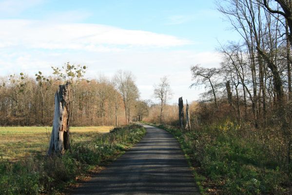 Lednice, 16.11.2015
Topolová alej na začátku asfaltky k Janohradu.


Klíčová slova: Lednice topolová alej Podeonius acuticornis Megapenthes lugens Procraerus tibialis Ischnodes sanguinicollis Ampedus elegantulus