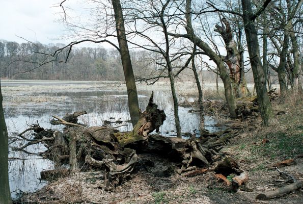 Lednice, 18.4.2006
Mrtvý dub na okraji luk u Janova hradu, několik dní po velké vodě.
Klíčová slova: Lednice Janův hrad