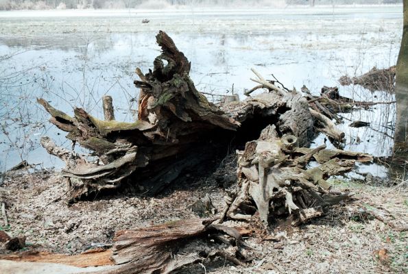 Lednice, 18.4.2006
Mrtvý dub na okraji luk u Janova hradu, několik dní po velké vodě.
Schlüsselwörter: Lednice Janův hrad