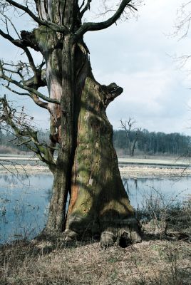 Lednice, 18.4.2006
Mrtvý dub na okraji luk u Janova hradu, několik dní po velké vodě.
Schlüsselwörter: Lednice Janův hrad