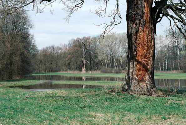 Lednice, 18.4.2006
Solitérní duby na lukách u Dyje u mostu k Ladné, několik dní po velké vodě.
Schlüsselwörter: Lednice park Brachygonus ruficeps Lacon querceus