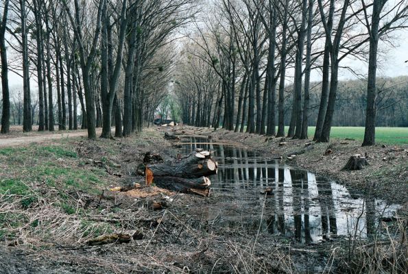 Ladná, 18.4.2006
Genocida saproxylofágních živočichů v topolové a vrbové aleji u cesty k mostu přes Dyji. Z hlavatých vrb nezůstala ani jediná, z topolů šel nemilosrdně k zemi každý s dutinou...
Keywords: Ladná Ischnodes sanguinicollis Ampedus elegantulus Megapenthes lugens Elater ferrugineus Osmoderma barnabita