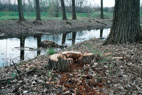 Ladná, 18.4.2006
Genocida saproxylofágních živočichů v topolové a vrbové aleji u cesty k mostu přes Dyji.
Keywords: Ladná Ischnodes sanguinicollis Megapenthes lugens