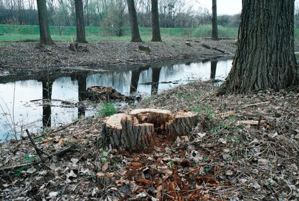 Ladná, 18.4.2006
Genocida saproxylofágních živočichů v topolové a vrbové aleji u cesty k mostu přes Dyji.
Klíčová slova: Ladná Ischnodes sanguinicollis Megapenthes lugens