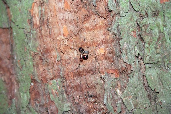 Lednice, 19.12.2004
Stará hrušeň u Janova hradu. Zimoviště kovaříka Brachygonus ruficeps



Klíčová slova: Lednice U Janova hradu Brachygonus ruficeps