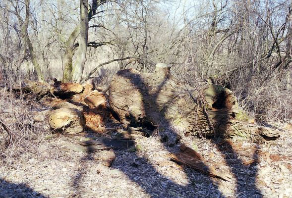 Lednice, 24.3.2003
Mrtvý dub na okraji lesa nedaleko Ladenského mostu osídlený kovaříky Ampedus cardinalis a Brachygonus ruficeps.


Schlüsselwörter: Lednice Ladenský most vodárna Ampedus cardinalis Brachygonus ruficeps