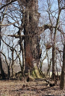 Lednice, 24.3.2003
Mrtvý dub na okraji lesa nedaleko Ladenského mostu.


Schlüsselwörter: Lednice Ladenský most vodárna Brachygonus ruficeps
