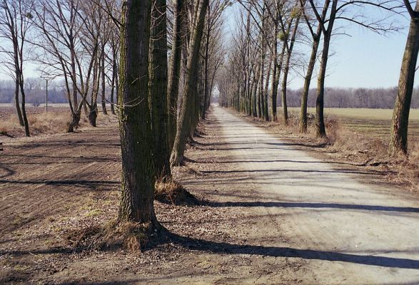 Ladná, 24.3.2003
Topolová alej u cesty k Dyji.
Schlüsselwörter: Ladná Megapenthes lugens Ischnodes sanguinicollis