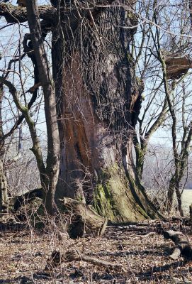 Lednice, 24.3.2003
Mrtvý dub na okraji lesa nedaleko Ladenského mostu.
Klíčová slova: Lednice Ladenský most vodárna