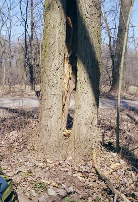 Ladná, 24.3.2003
Dutý topol v aleji u cesty k Dyji, osídlený kovaříky Megapenthes lugens a Ischnodes sanguinicollis.
Schlüsselwörter: Ladná Megapenthes lugens Ischnodes sanguinicollis