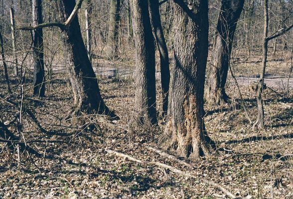 Lednice, 24.3.2003
Skupina javorů na okraji lesa nedaleko Ladenského mostu. Zimoviště kovaříka Brachygonus ruficeps.  
Mots-clés: Lednice Ladenský most vodárna Brachygonus ruficeps