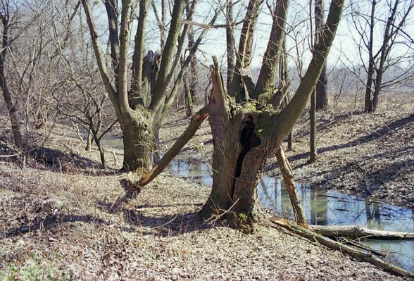 Ladná, 24.3.2003
Vrbová alej u cesty k Dyji, osídlená páchníky a kovaříky Elater ferrugineus a Ampedus elegantulus. 
Klíčová slova: Ladná Elater ferrugineus páchník Osmoderma