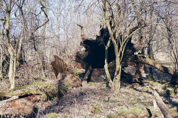 Lednice, 24.3.2003
Padlý dub na okraji lesa nedaleko Ladenského mostu.
Klíčová slova: Lednice Ladenský most vodárna