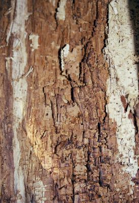 Ladná, 24.3.2003
Trouchnivé dřevo v dutině topolu v topolové aleji u cesty k Dyji, osídlená kovaříky Megapenthes lugens a Procraerus tibialis. 
Keywords: Ladná Megapenthes lugens Procraerus tibialis