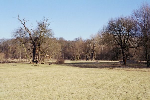 Lednice, 24.3.2003
Mrtvé duby u Staré Dyje u Janova hradu. 
Klíčová slova: Lednice Janův hrad Brachygonus ruficeps