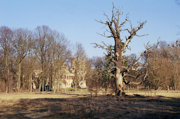 Lednice, 24.3.2003
Mrtvý dub u Staré Dyje u Janova hradu.
Klíčová slova: Lednice Janův hrad Brachygonus ruficeps