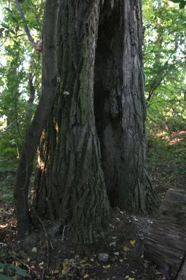 Lednice, 25.9.2012
Topolová alej na začátku asfaltky k Janohradu. Legendární topol u mostu přes Starou Dyji, který hostil kovaříky Podeonius acuticornis, Ischnodes sanguinicollis, Ampedus elegantulus a Procraerus tibialis. 
Keywords: Lednice topolová alej Podeonius acuticornis Ischnodes sanguinicollis Ampedus elegantulus Procraerus tibialis