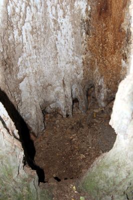 Lednice, 25.9.2012
Topolová alej na začátku asfaltky k Janohradu. Legendární topol u mostu přes Starou Dyji, který hostil kovaříky Podeonius acuticornis, Ischnodes sanguinicollis, Ampedus elegantulus a Procraerus tibialis. 
Mots-clés: Lednice topolová alej Podeonius acuticornis Ischnodes sanguinicollis Ampedus elegantulus Procraerus tibialis