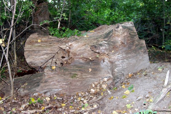 Lednice, 25.9.2012
Trouchnivý kmen u mostu přes Starou Dyji, osídlený kovaříky Ampedus praeustus. 
Klíčová slova: Lednice Stará Dyje Ampedus praeustus