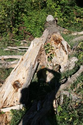 Lednice, 25.9.2012
Topolová alej na začátku asfaltky k Janohradu. Odlomený vrchol topolu.
Klíčová slova: Lednice topolová alej